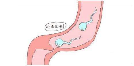 泰国梅科医院MEKO三代试管婴儿不靠中介翻译安心好孕
